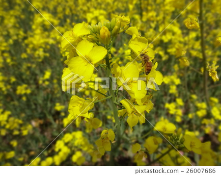 強姦花和蜂 強姦花和蜂 26007686