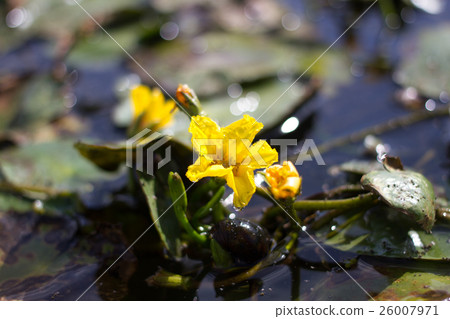 Yellow flower of lake plant Nymphoides peltata 26007971