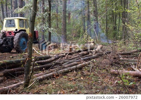 Pine stump, result of tree felling. Total 26007972