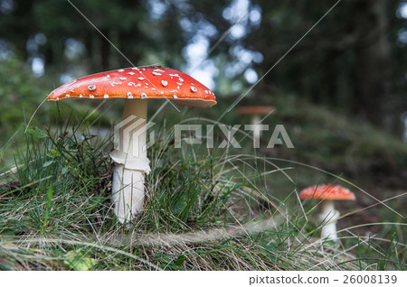 Poisonous mushrooms Poisonous mushrooms 26008139