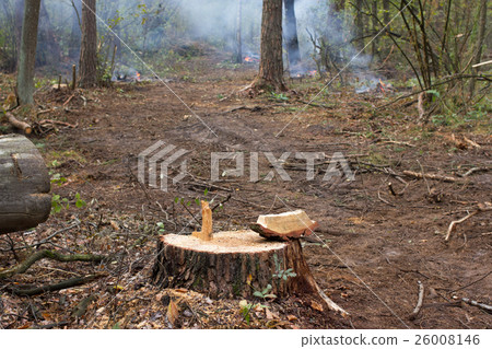Pine stump, result of tree felling. Total 26008146