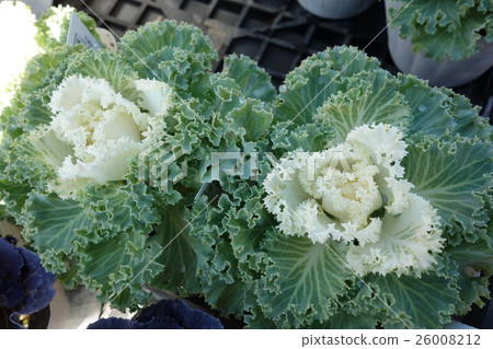 葉子按鈕 26008212