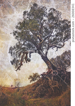 Grunge textured beautiful scary old tree Grunge textured beautiful scary old tree 26008341