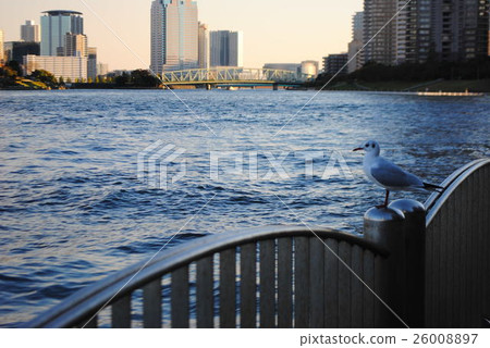 Seagulls of the Sumida River 26008897