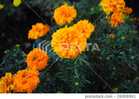 Marigold  26008901
