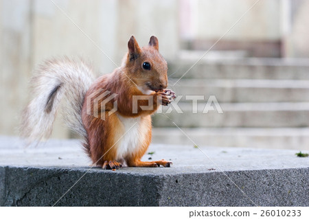 Small friendly squirrel 26010233