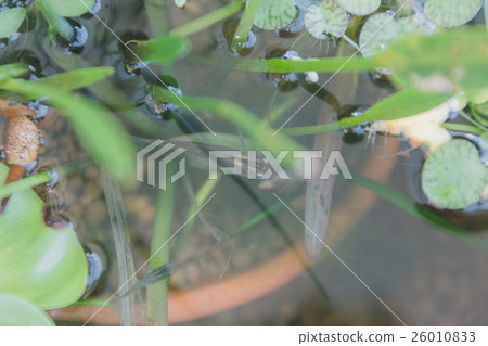 產於淡水的將科小魚 生活小區 魚 26010833