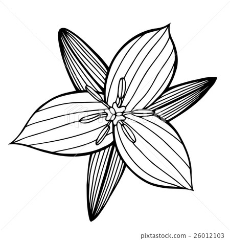 beautiful flower isolated beautiful flower isolated 26012103