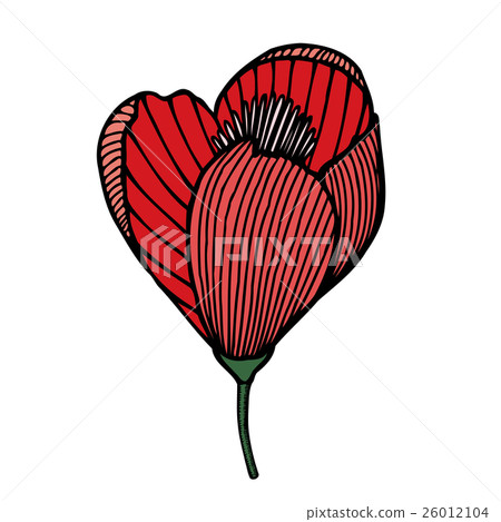 beautiful red flower isolated beautiful red flower isolated 26012104