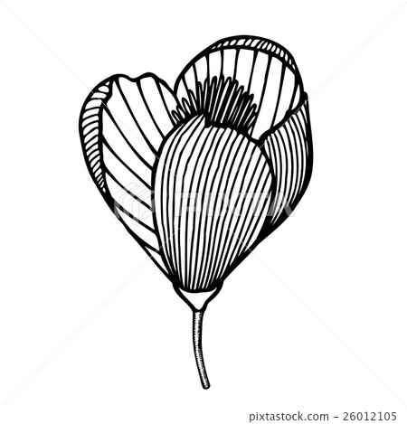 beautiful flower isolated beautiful flower isolated 26012105