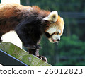 Lesser panda 26012823