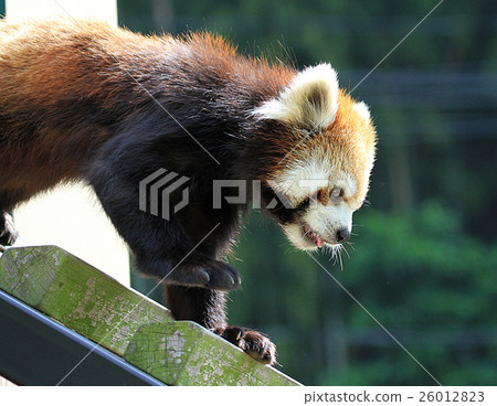 Lesser panda Lesser panda 26012823