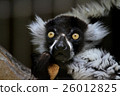 Elemaki lemur 26012825