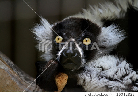 Elemaki lemur Elemaki lemur 26012825