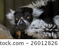 Elemaki lemur 26012826