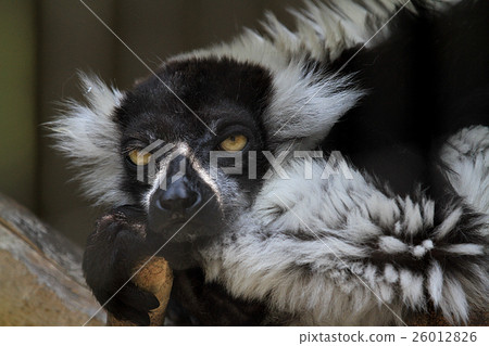Elemaki lemur Elemaki lemur 26012826