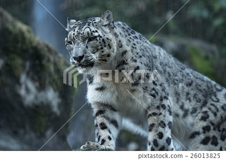 Ivan's Satan Snow leopard Ivan's Satan Snow leopard 26013825