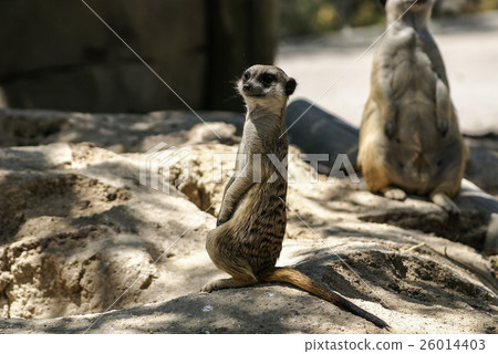 European ground squirrel (spermophilus citellus, 26014403