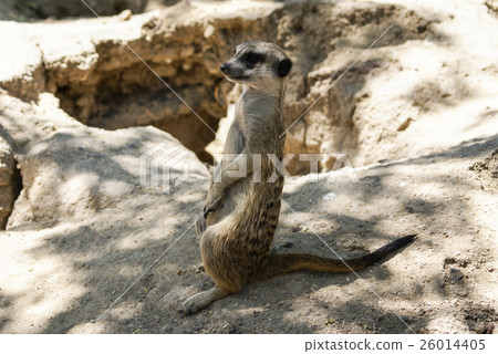 European ground squirrel (spermophilus citellus, European ground squirrel (spermophilus citellus, 26014405