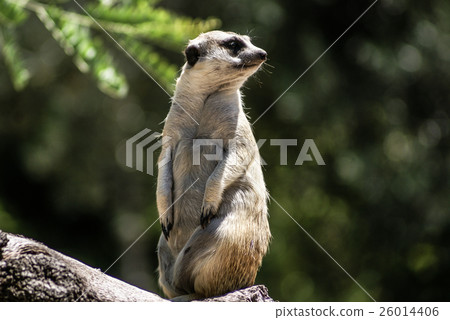 European ground squirrel (spermophilus citellus, European ground squirrel (spermophilus citellus, 26014406