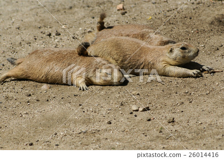 European ground squirrel (spermophilus citellus,  26014416