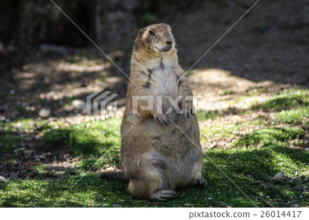 European ground squirrel (spermophilus citellus, European ground squirrel (spermophilus citellus, 26014417
