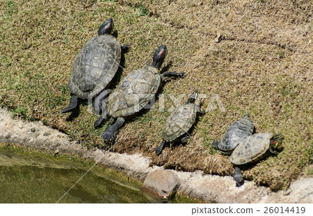 family tortoises eats grass,in the zoo 26014419