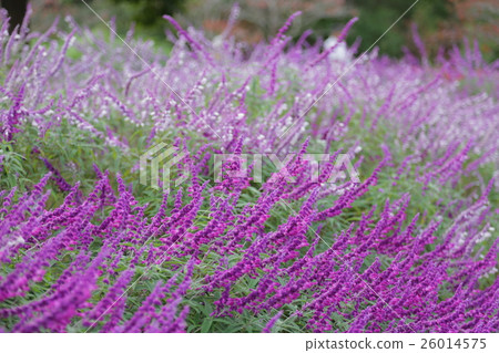 Salvia 26014575