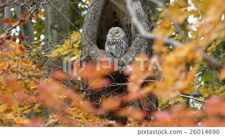 Autumn leaves of primitive forest and wild owl _ 4 p 26014690