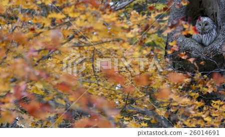 Autumn leaves of primitive forest and wild owl _ 5 p 26014691