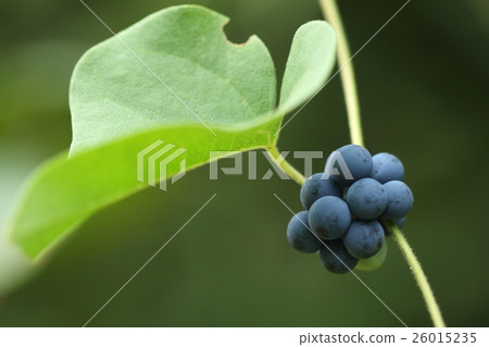 Natural plant Aotuzurafuji, dioecious strain. Only female stock is fruit 26015235