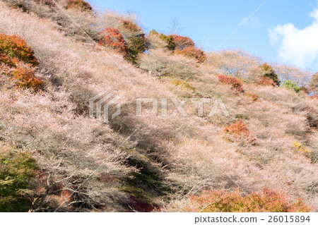 Obara Toyota Nagoya Japan 26015894