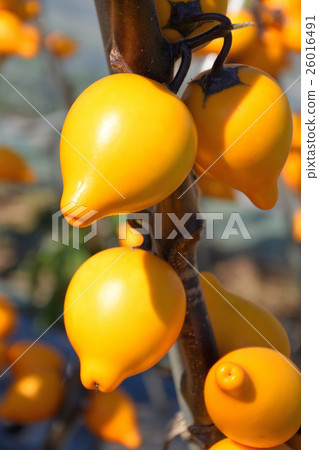 Kanariyanasu Kanariyanasu 26016491