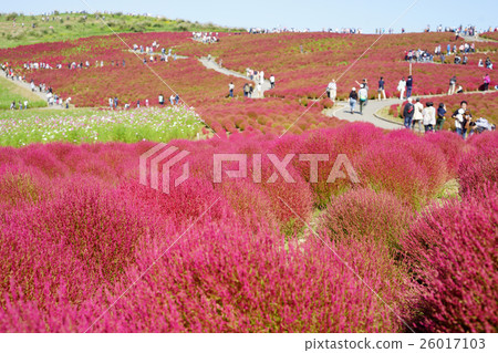 地膚秋葉 26017103