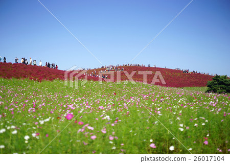 Kokia的秋葉和宇宙 26017104