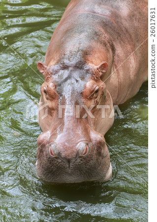hippopotamus to soaking water. hippopotamus to soaking water. 26017631