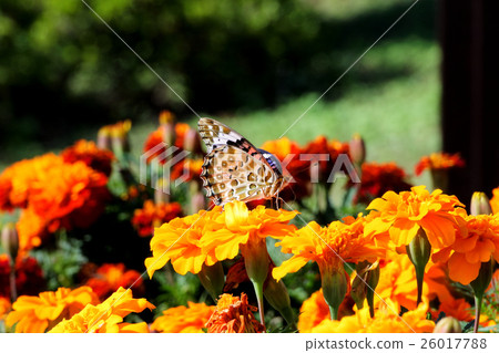 Swallowtail butterfly that shines in orange Swallowtail butterfly that shines in orange 26017788