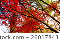 Autumn leaves in Kyoto 26017843