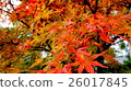 Autumn leaves in Kyoto 26017845