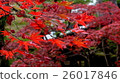 Autumn leaves in Kyoto 26017846