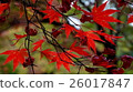 Autumn leaves in Kyoto 26017847