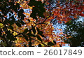 Autumn leaves in Kyoto 26017849