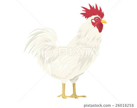 Chicken 01 26018258