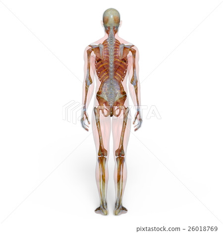 男性人體模型 男性人體模型 26018769