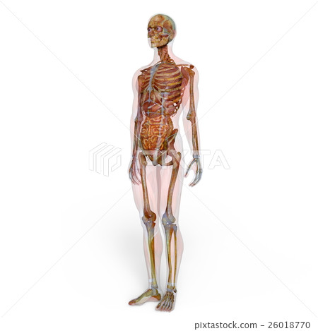男性人體模型 26018770