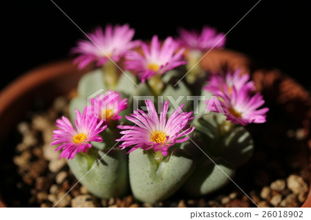 Conophysum / Opera Rose 26018902