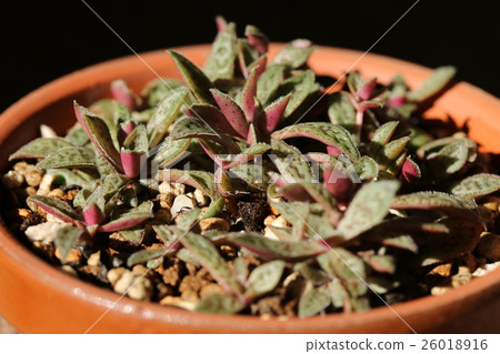 Clasla / Couplee 26018916