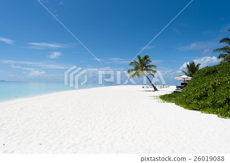 在海灘熱帶國家的棕櫚樹 在海灘熱帶國家的棕櫚樹 26019088