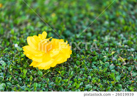 Tabebuia chrysotricha yellow flower on green field Tabebuia chrysotricha yellow flower on green field 26019939