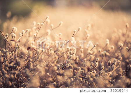 Dentata Ruby vintage color background 26019944